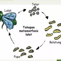 bukan-belatung-tapi-cacing-kremi-yang-bisa-berada-di-vagina