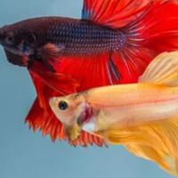 ternyata-inilah-makna-dan-asal-mula-pemberian-nama-ikan-cupang-di-indonesia