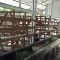 heboh-pemkot-bekasi-anggarkan-rp23-miliar-untuk-pengadaan-kandang-kambing