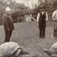 jonathan-kura-kura-tertua-di-dunia-berumur-190-tahun