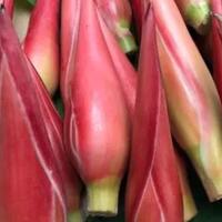 bunga-kecombrang-bisa-bikin-masakan-tambah-sedap