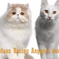 salah-kaprah-di-indonesia-kucing-persia-disebut-kucing-anggora