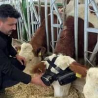 si-kocak-peternak-sapi-susu-pasang-vr-pada-sapi-sapinya-produksi-susu-lebih-banyak