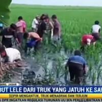 hilang-rasa-simpati-dan-empati-warga-jarah-lele-dari-truk-yang-terguling-di-sawah