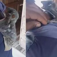 viral-di-9gag-kubung-sunda-hewan-yang-mulai-langka-dari-indonesia