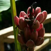 gak-nyangka-quotpisang-kwquot-ini-bisa-menyelamatkan-ratusan-juta-nyawa-manusia