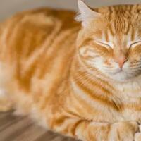 6-fakta-kucing-oranye-yang-dikenal-galak-dan-banyak-tingkah