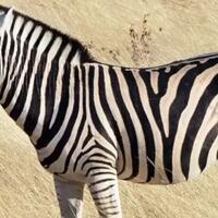 ada-yang-belum-tahu-fungsi-garis-hitam-putih-pada-zebra-ini-dia-fungsinya