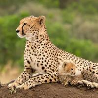 10-hewan-yang-berasal-dari-familia-felidae-keluarga-kucing-menakjubkan
