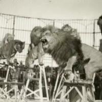 8-singa-terkuat-yang-pernah-ada-dan-tercatat-di-dalam-buku-sejarah