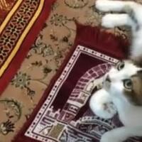 fakta-ilmiah-ini-menjawab-kenapa-kucing-senang-sekali-tidur-diatas-sejadah-meow