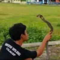 tragis-pemuda-purworejo-tewas-usai-dipatuk-king-cobra-peliharaannya