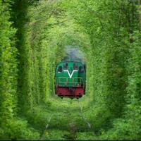 tunnel-of-love-atau-terowongan-cinta-ukraina-tempat-indah-bagi-yang-dicandu-asmara