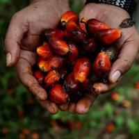 indonesia-plin-plan-malaysia-makin-ngebut-di-pasar-sawit-global