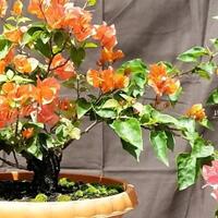 cara-belajar-bonsai-secara-otodidak