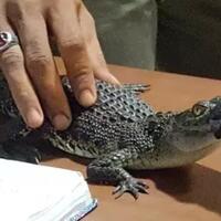 heboh-tawuran-remaja-di-jaktim--bersenjata--anak-buaya