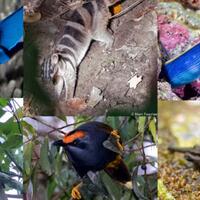 hewan-hewan-unik-khas-indonesia-yang-jarang-orang-tahu-part-5