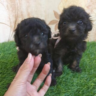 Poodle On Jual Beli Page Kaskus