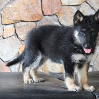 Herder On Jual Beli Page Kaskus