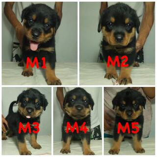 Rottweiler On Jual Beli Page Kaskus