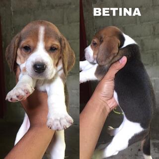 Beagle On Jual Beli Page Kaskus