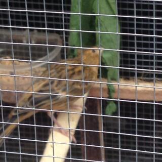 Kenari On Jual Beli Page Kaskus