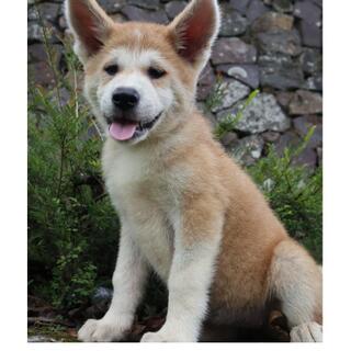 Akita On Jual Beli Page Kaskus