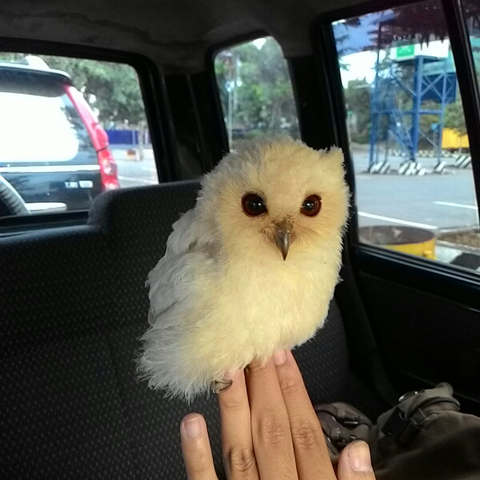 Burung Hantu Celepuk Albino Converge Ncia Empresarial