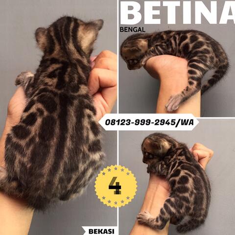 Terjual Kucing Bengal Asli Kaskus