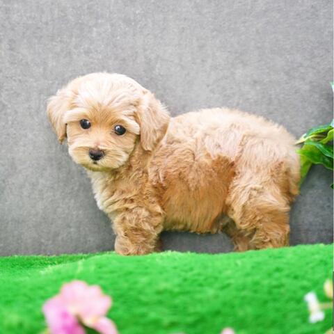 apricot teddy bear maltipoo