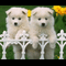user-photo