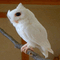 user-photo