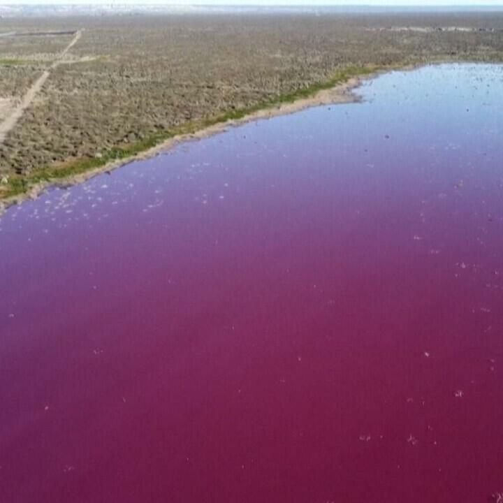 Laguna di Argentina Berubah Warna Menjadi Pink!