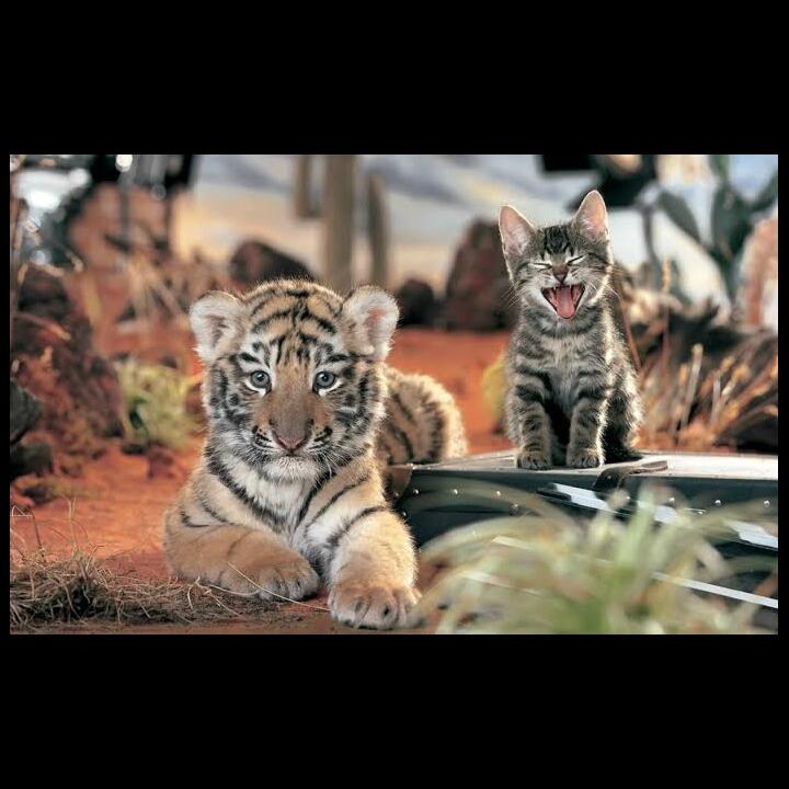 Alasan Kucing tidak memakan manusia, padahal masih saudara Harimau