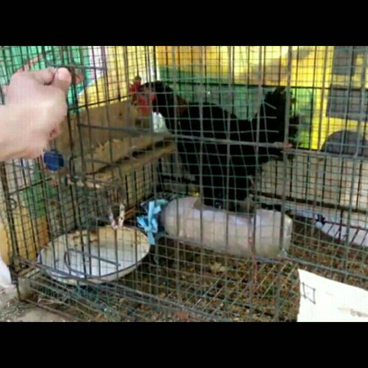 Tips Mudah Beternak Ayam Kampung dan Cara Membuat Tempat Pakannya dari Botol Bekas