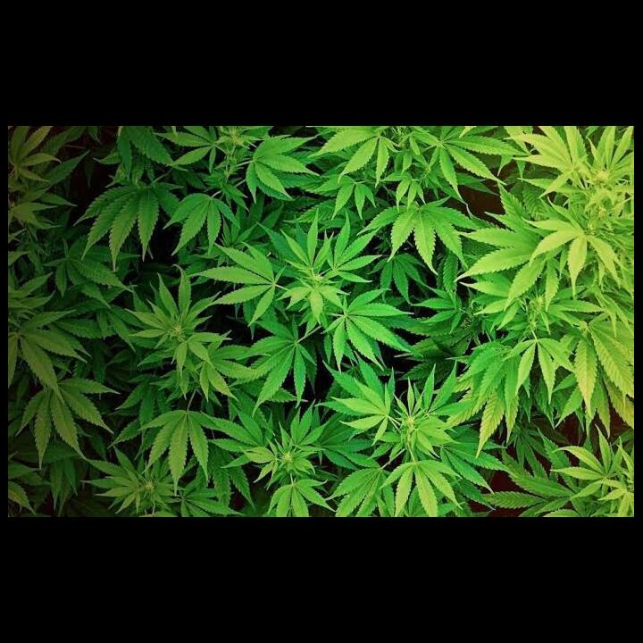 Kalau Ganja Dilegalkan Setuju Atau Tidak?