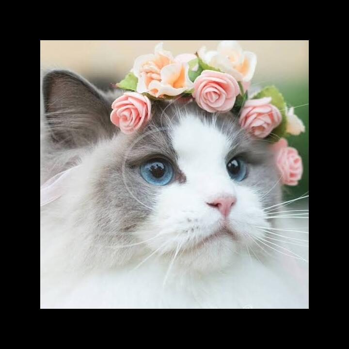Etika Membuang Kucing Peliharaan ⁉️Kalau Kami Melakukan Beberapa Hal Ini🙂