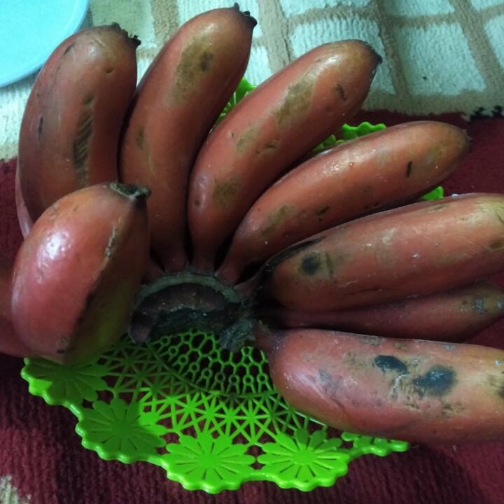 Benarkah Pisang Kidang Adalah Pisang Pembawa Sial?