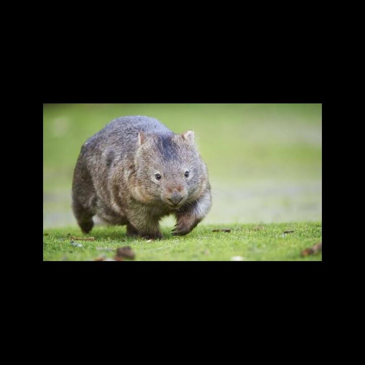 Keunikan Wombat, Hewan Asal Australia yang Kotorannya Kubus dan Miliki Kekuatan Super