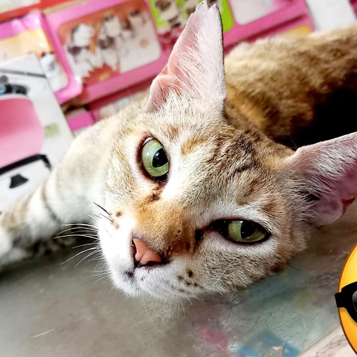 Manusia Seharusnya Malu Dengan Si Kucing Oka Ini (Pelajaran Hidup)