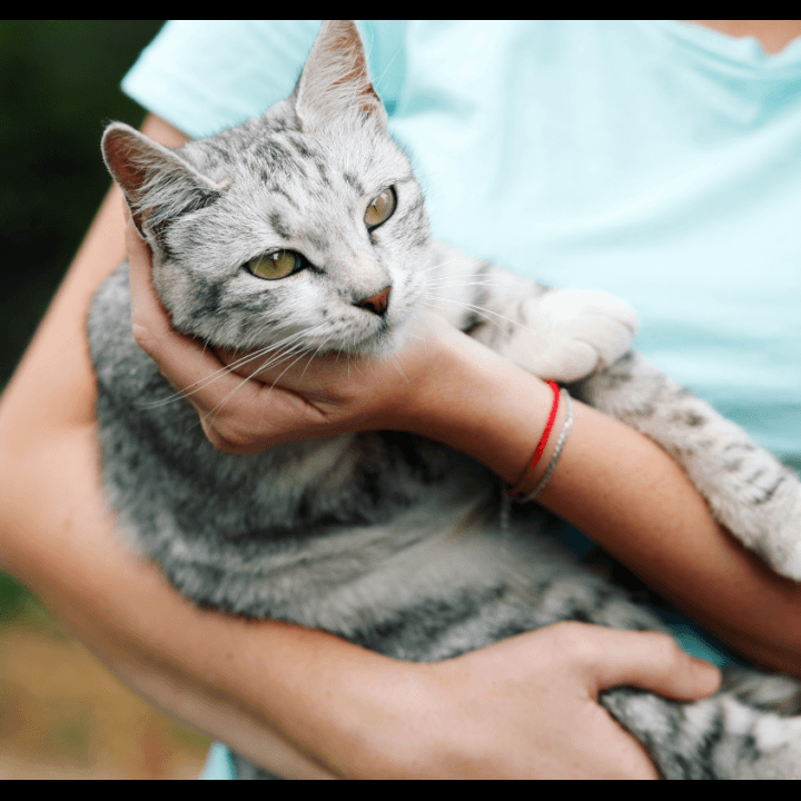 Mengapa Kebanyakan Kucing Benci Air?
