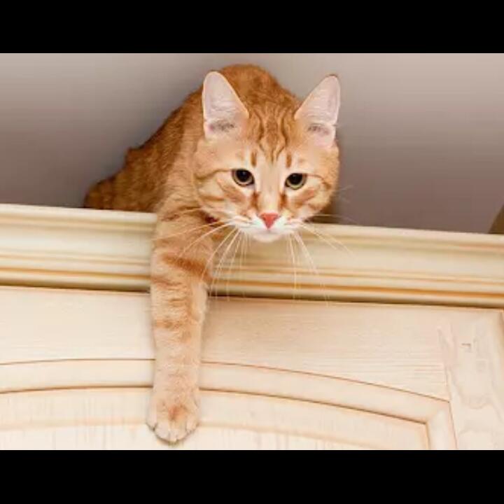 Butuh Ketenangan, Alasan Kucing Suka Manjat ke Atas Lemari!