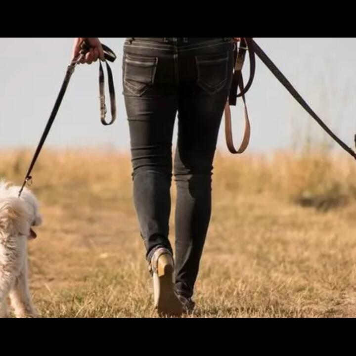 Tewas Karena Kotoran Anjing, Perhatikan Hal Ini Saat Mengajak Anjingmu Jalan-jalan!
