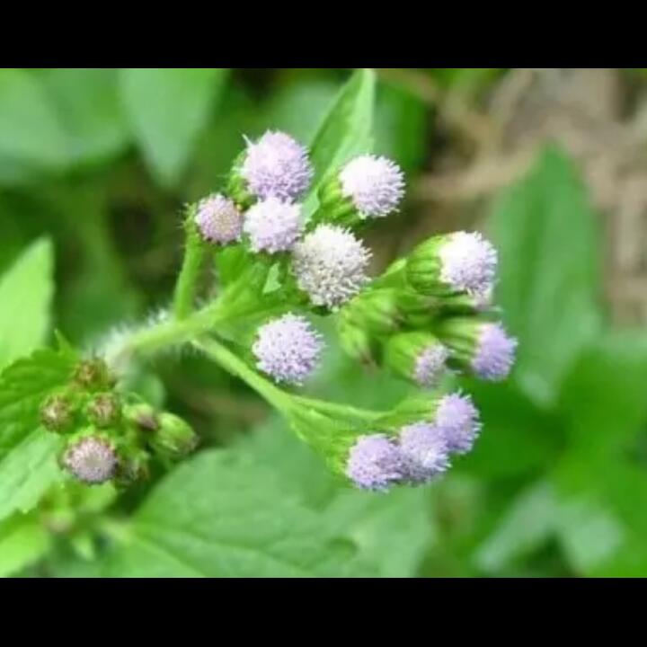 Gelang, Gulma Yang Satu Ini Ternyata Bisa Dikonsumsi Loh!