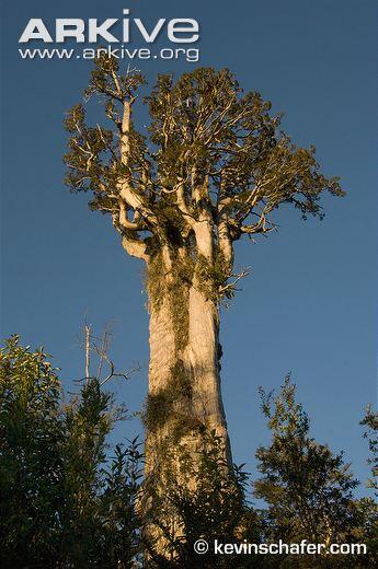 &#91;pict&#93; 5 Pohon Tetua Di Dunia