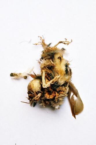 photo tengkorak burung