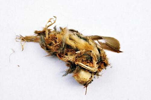 photo tengkorak burung