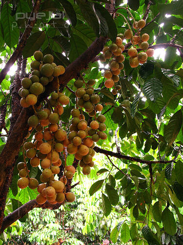 Buah Made in Indonesia