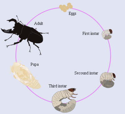 World of Coleoptera