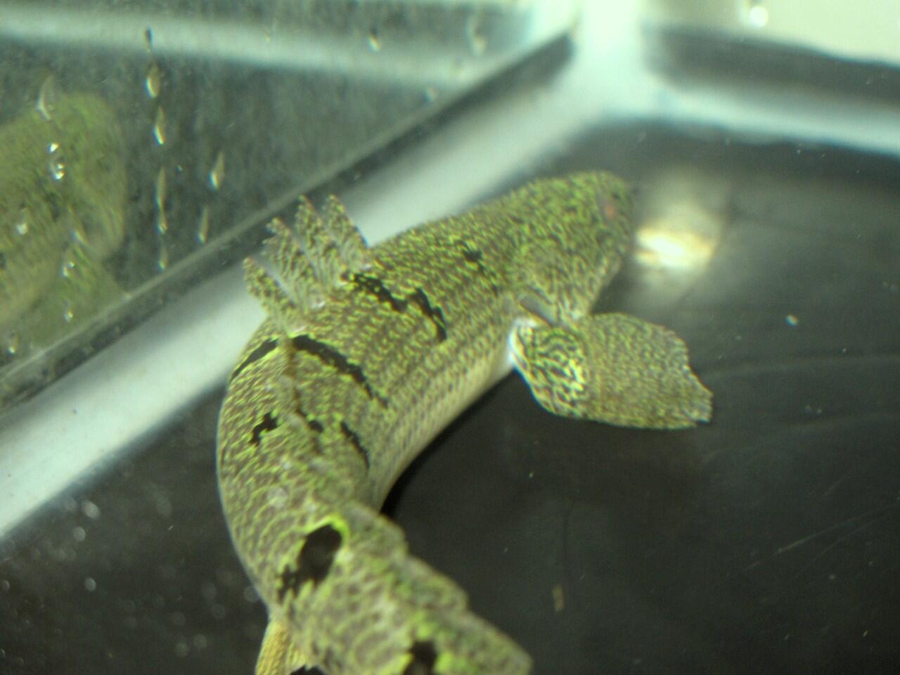 Palmas (Polypterus / Ikan Naga): Orna, Delhezi - For 